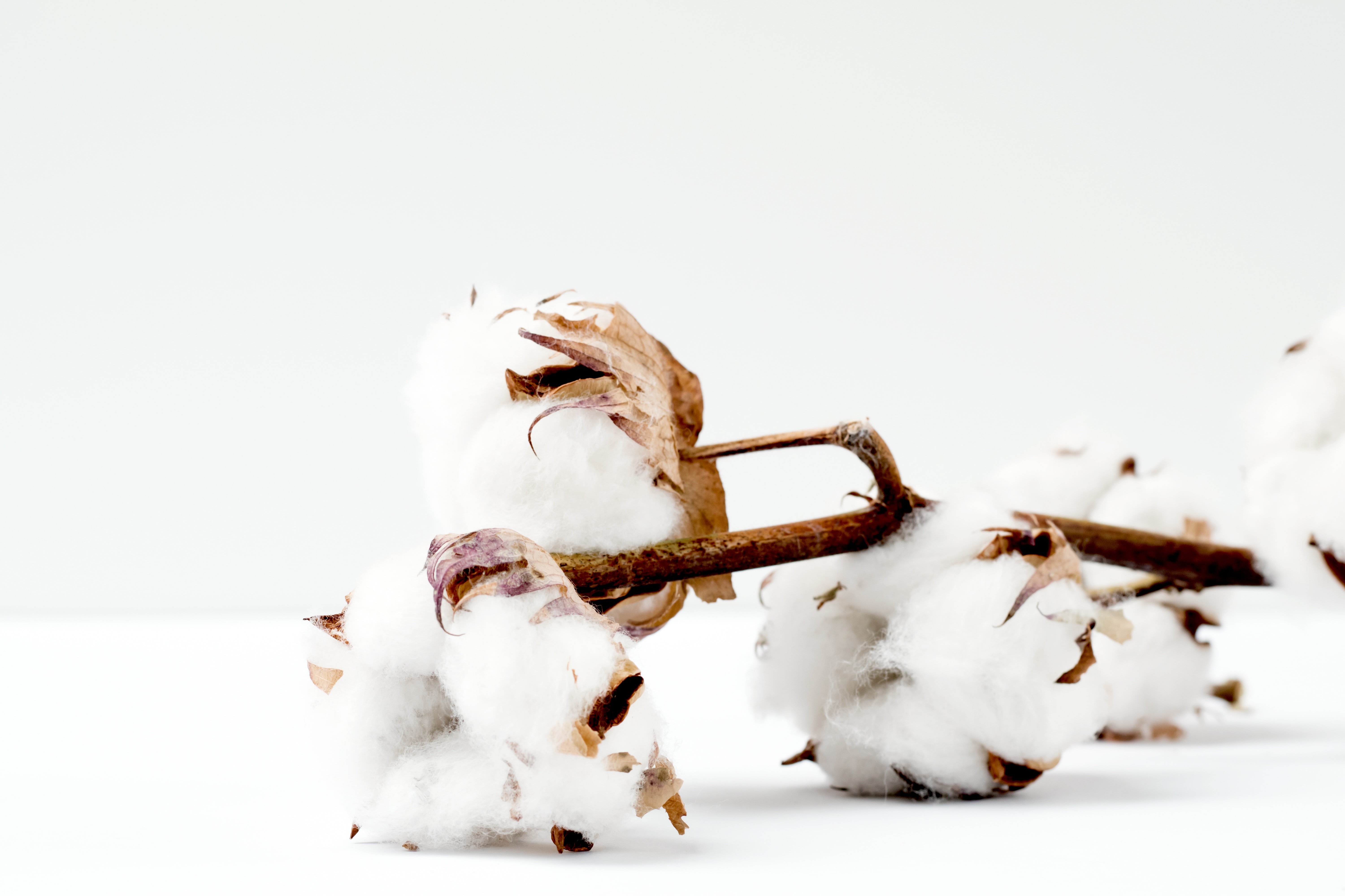 What Is Sustainable Cotton? Sustainable & Social